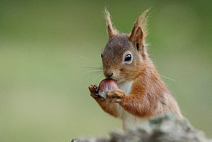 squirrel eating fruit HD wallpaper