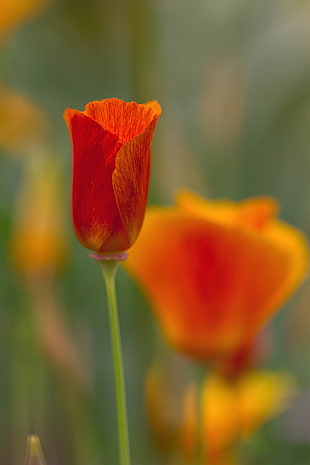 selective focus of orange Popy flower at daytime