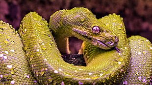closeup photo of green and purple snake digital wallpaper