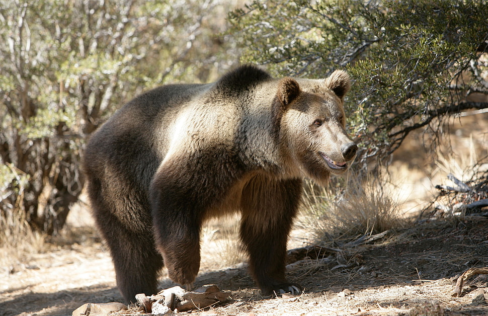 brown Mountain Bear HD wallpaper