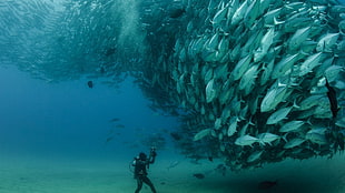 shoal of gray tuna, sea, fish, photography, animals HD wallpaper