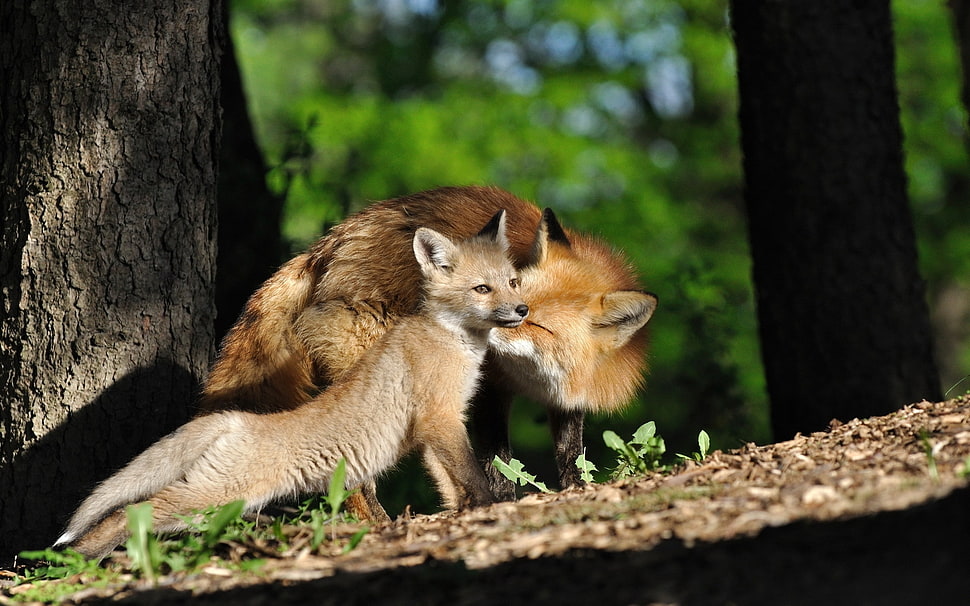 two red Foxes near tree during daytime HD wallpaper