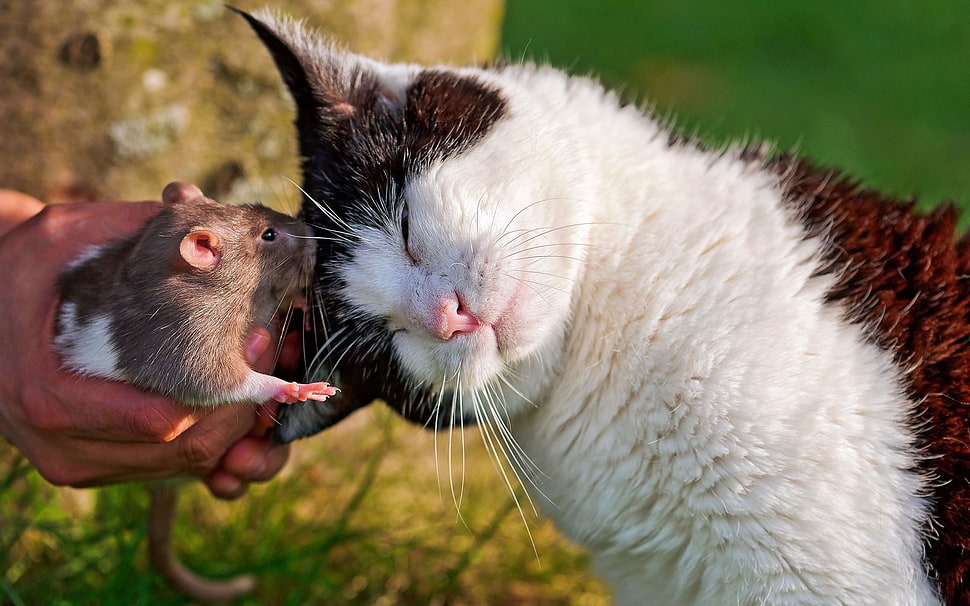 white and brown cat and brown mouse HD wallpaper