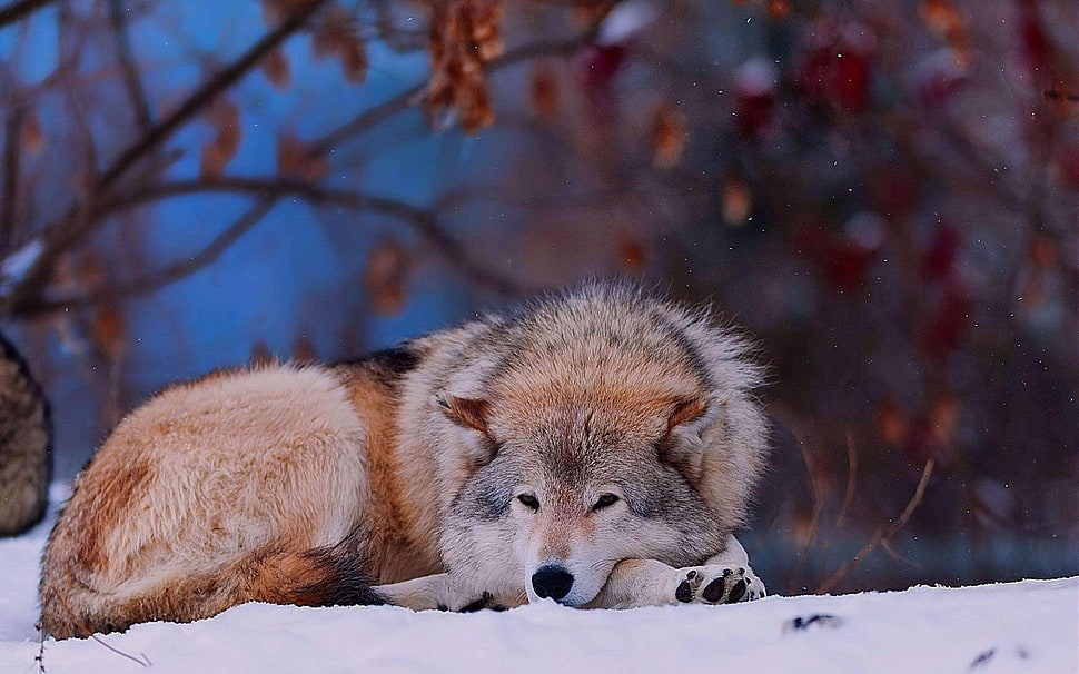 tan and white wolf focus photo HD wallpaper