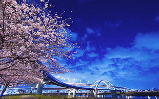 white concrete bridge perspective, city, cityscape, bridge, cherry blossom