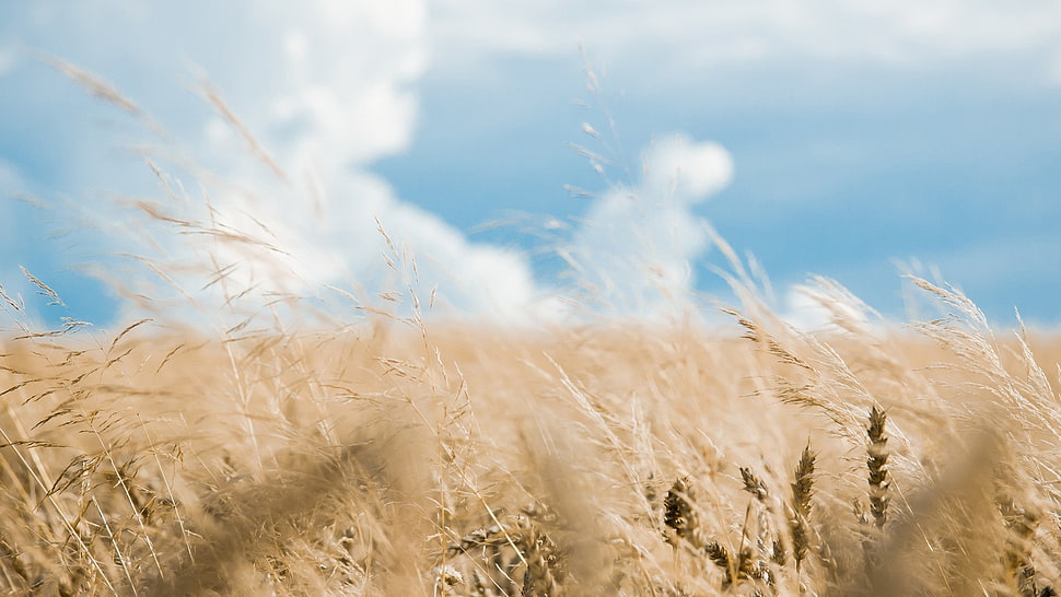 wheat field at daytime, grass, nature HD wallpaper