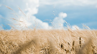 wheat field at daytime, grass, nature HD wallpaper