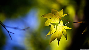 green leafed plant, closeup HD wallpaper