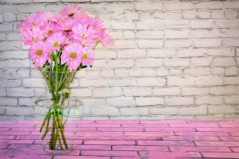 pink Daisy flower in clear glass vase HD wallpaper