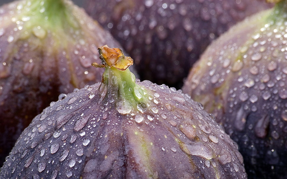 round purple fruit with dew drops HD wallpaper