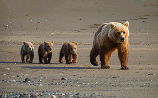 brown bear and cubs, animals, bears, baby animals HD wallpaper