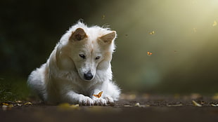 white wolf, dog, butterfly