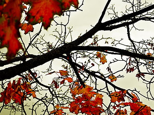 maple tree, leaves, trees, plants