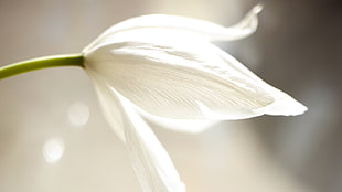 focus photo of white petal flower HD wallpaper
