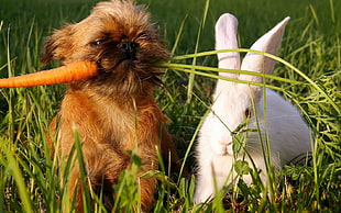 brown yorkshire terrier biting carrot beside white rabbit on grass during daytime