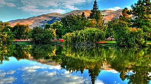 green leafed tree, nature, lake, reflection