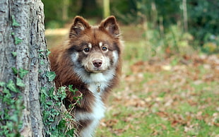 photo of liver and white finnish lapphund stands beside tree trunk at daytime