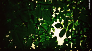 green leafed plant, leaves, plants, green, closeup HD wallpaper