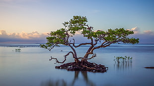 tree surrounded by body of water
