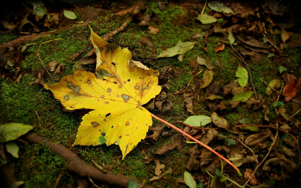 yellow maple leaf on green moss HD wallpaper