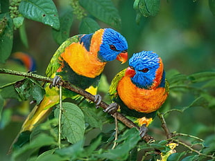 blue-and-orange parakeets on brown wooden stem