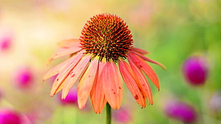 photography of orange and red flower, echinacea
