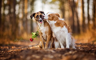two long-coated white and tan dogs, flowers, nature, rose, animals