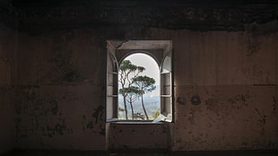 green tree, nature, landscape, trees, interior