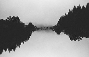 silhouette of forest and lake, trees, forest, faded, black HD wallpaper