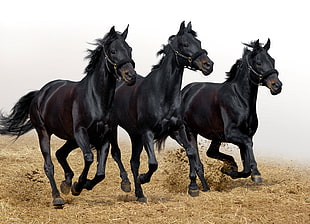 three black horse on brown field