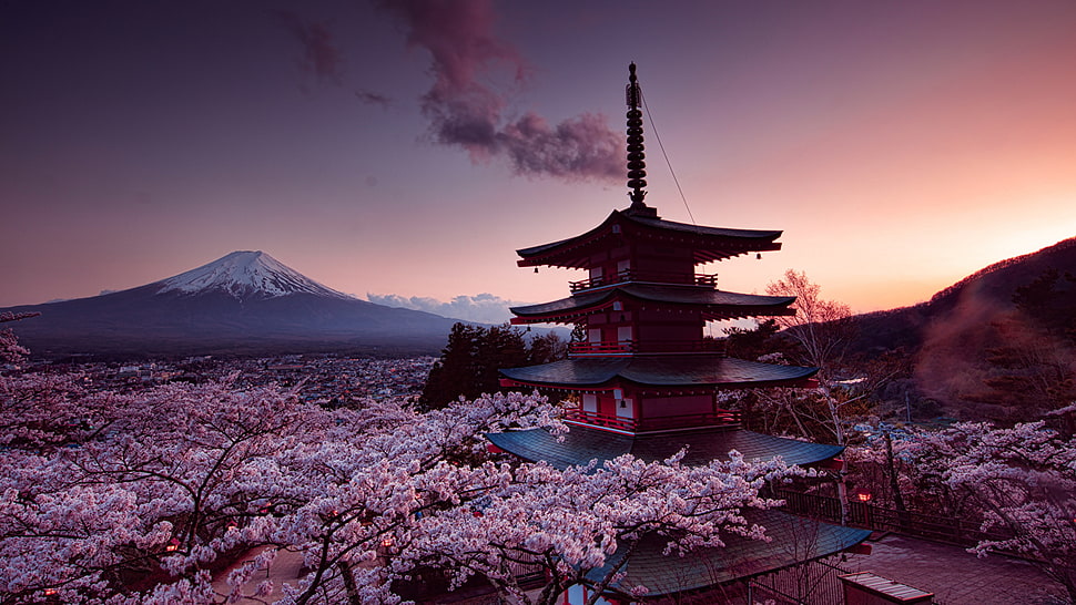 brown and white pagoda, Mount Fuji, Japan, cherry blossom, pink HD wallpaper