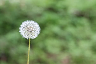 selective focus photography of white Dandelion flower