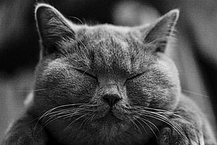 grayscale photo of cat HD wallpaper