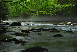 rocks by the river in the middle of a forest HD wallpaper