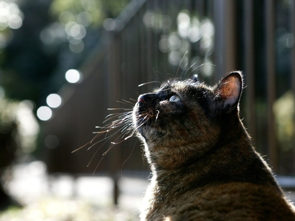 close up photography of cat HD wallpaper