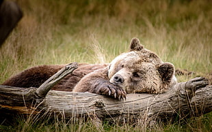 brown bear lay on the brown driftwood