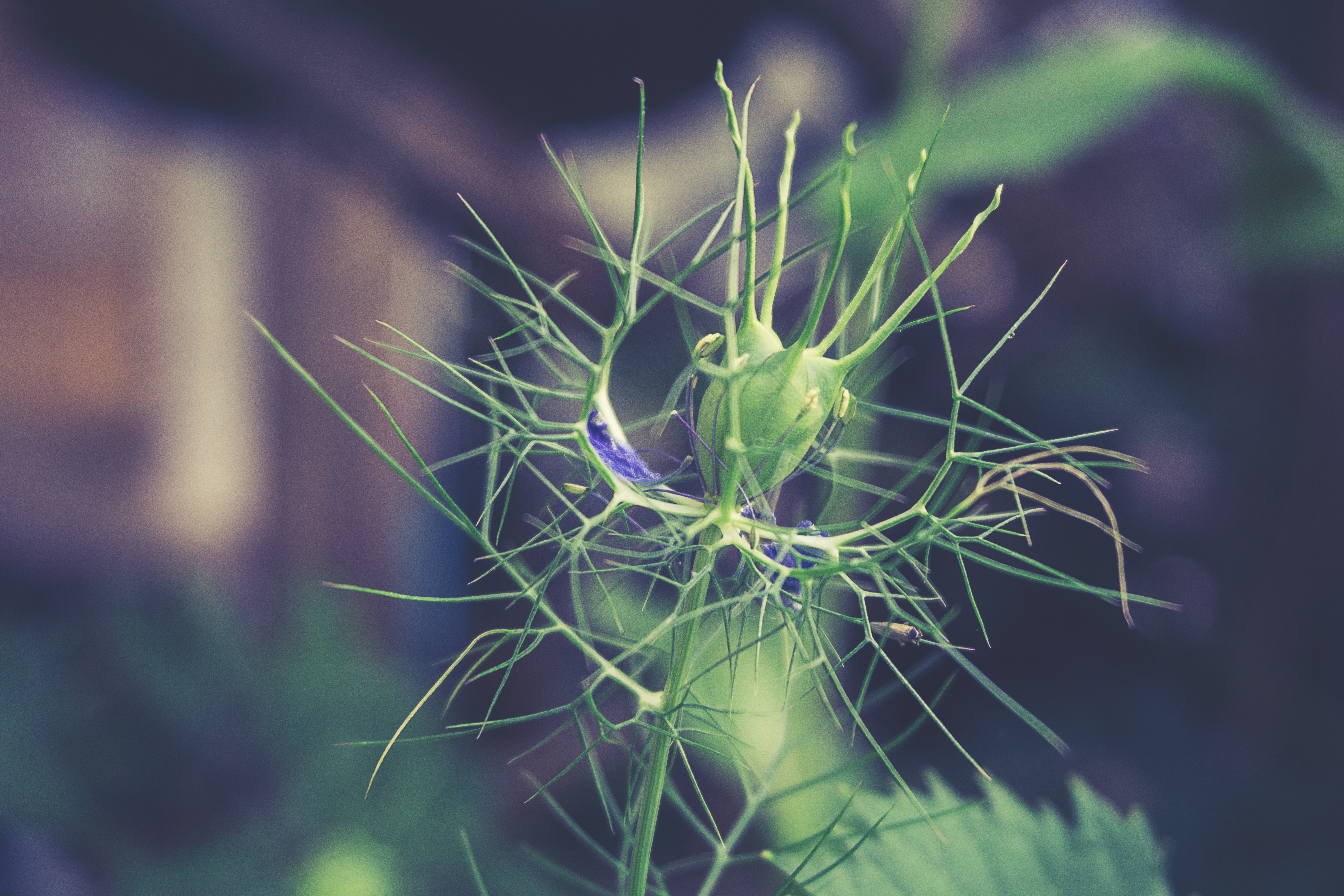 green leaf plant, Plant, Branch, Blur