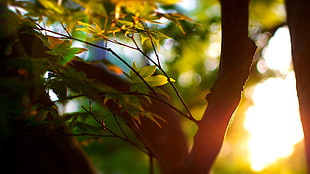 silhouette photography of green leaf tree during sunset