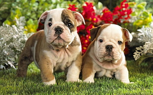 two white-and-brown short coated puppies