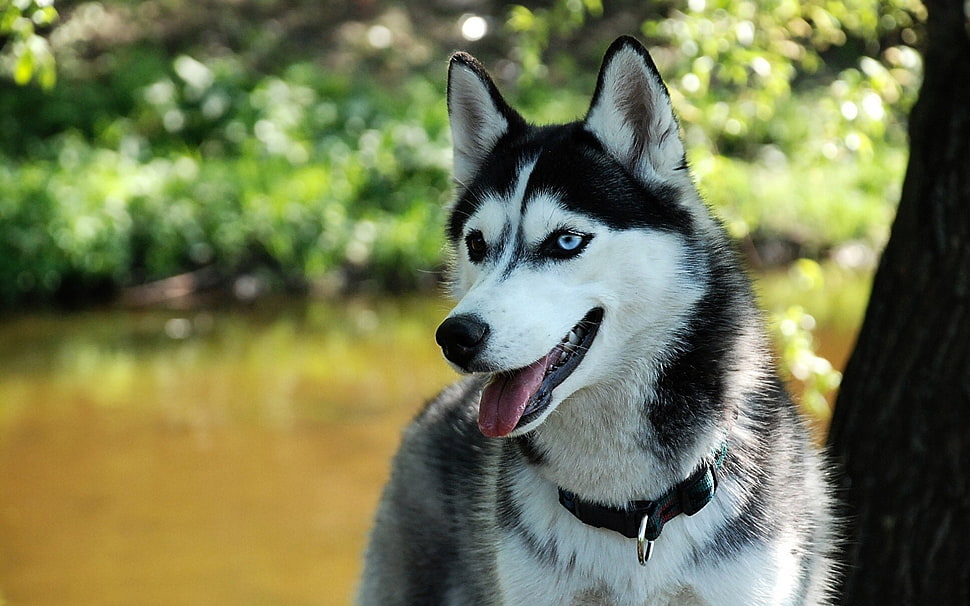 black and white Siberian husky, dog, animals HD wallpaper