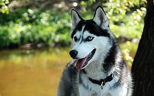 black and white Siberian husky, dog, animals