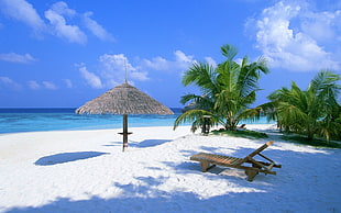 brown sun lounger, nature, beach, palm trees, chair