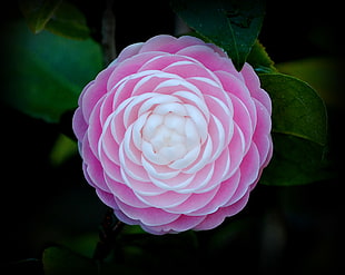 pink Japanese Camellia flower in bloom close-up photo