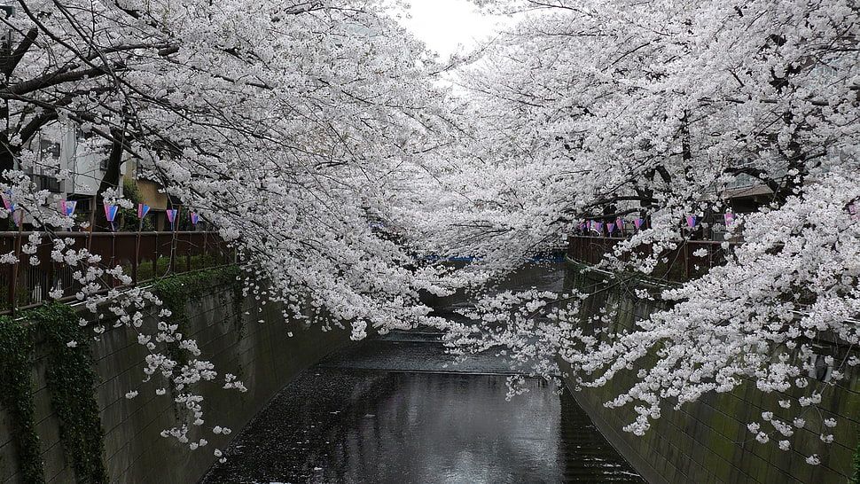 Cherry Blossoms treee, nature HD wallpaper