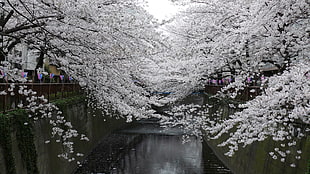 Cherry Blossoms treee, nature