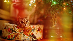 brown tabby cat, cat, lights, Christmas