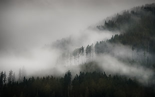 green forest, mist, photography, mountains