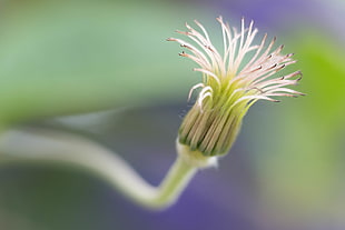 scenery of white and green flower during daytime, clematis