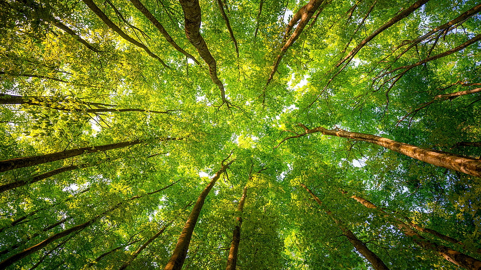 green tree canopy, trees, leaves, forest, worm's eye view HD wallpaper