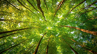 green tree canopy, trees, leaves, forest, worm's eye view